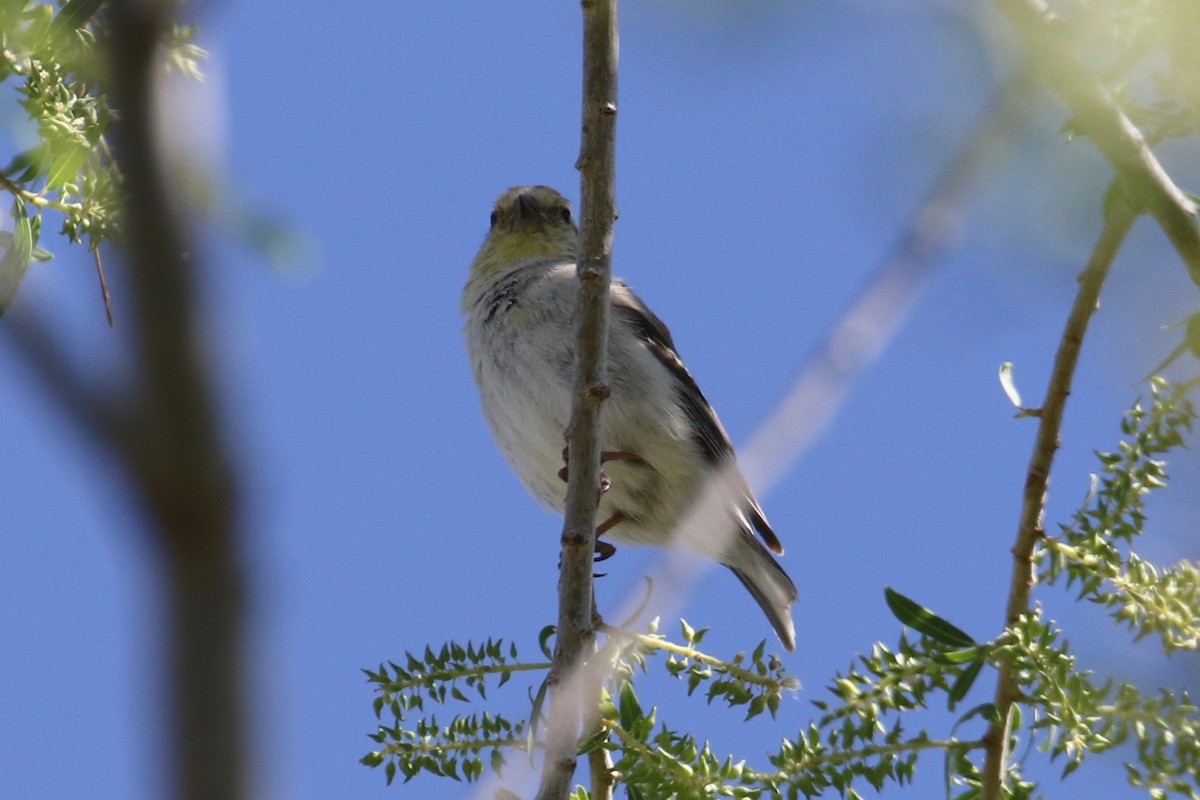 American Goldfinch - Laurens Halsey