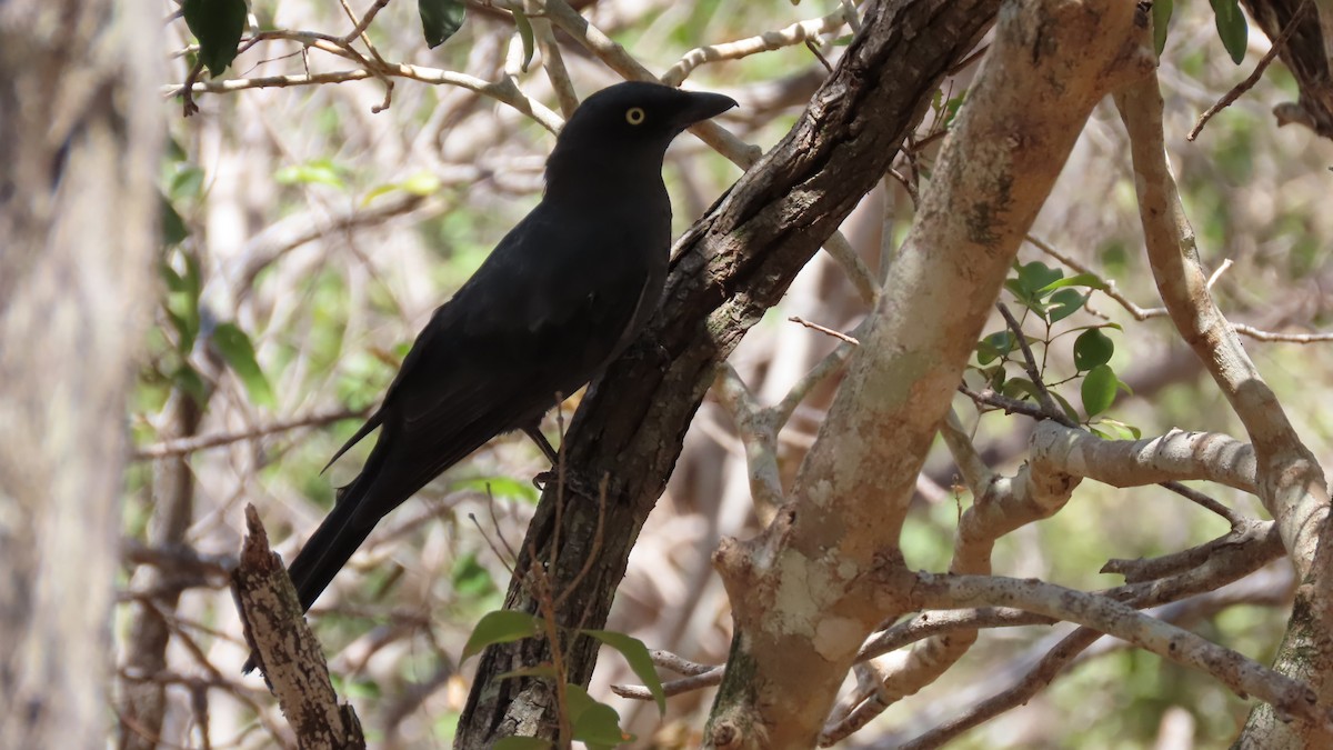 South Melanesian Cuckooshrike - Jo Culican