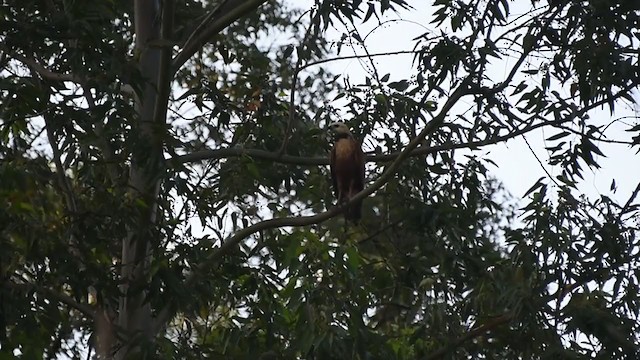 Black-collared Hawk - ML220415701