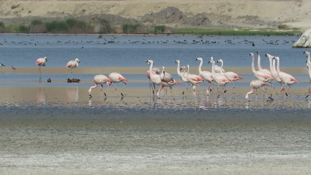 פלמינגו צ'יליאני - ML220415971