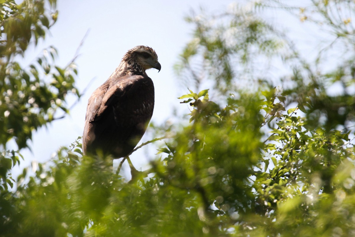 Great Black Hawk - Alex Lamoreaux