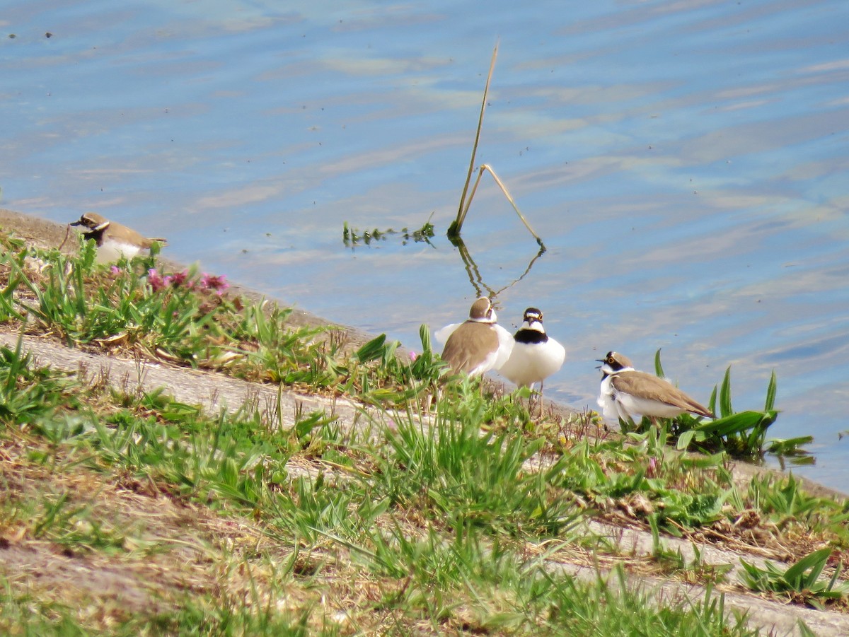 Little Ringed Plover - Thomas Gibson