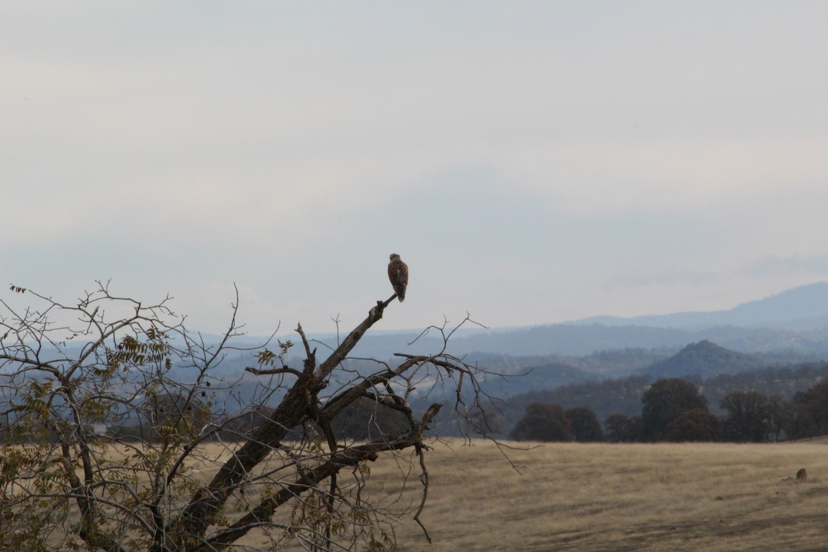 Ferruginous Hawk - ML22041851