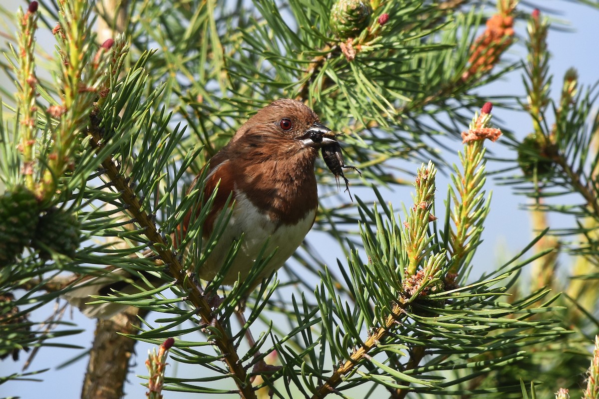 Eastern Towhee - ML220419651