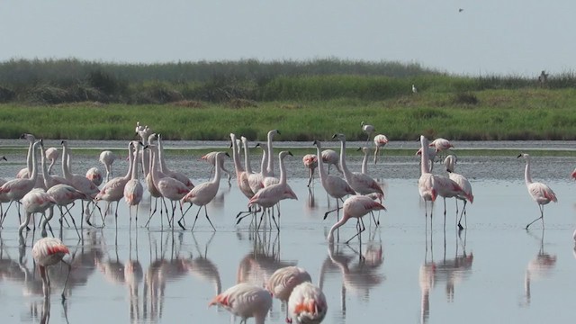 פלמינגו צ'יליאני - ML220420421