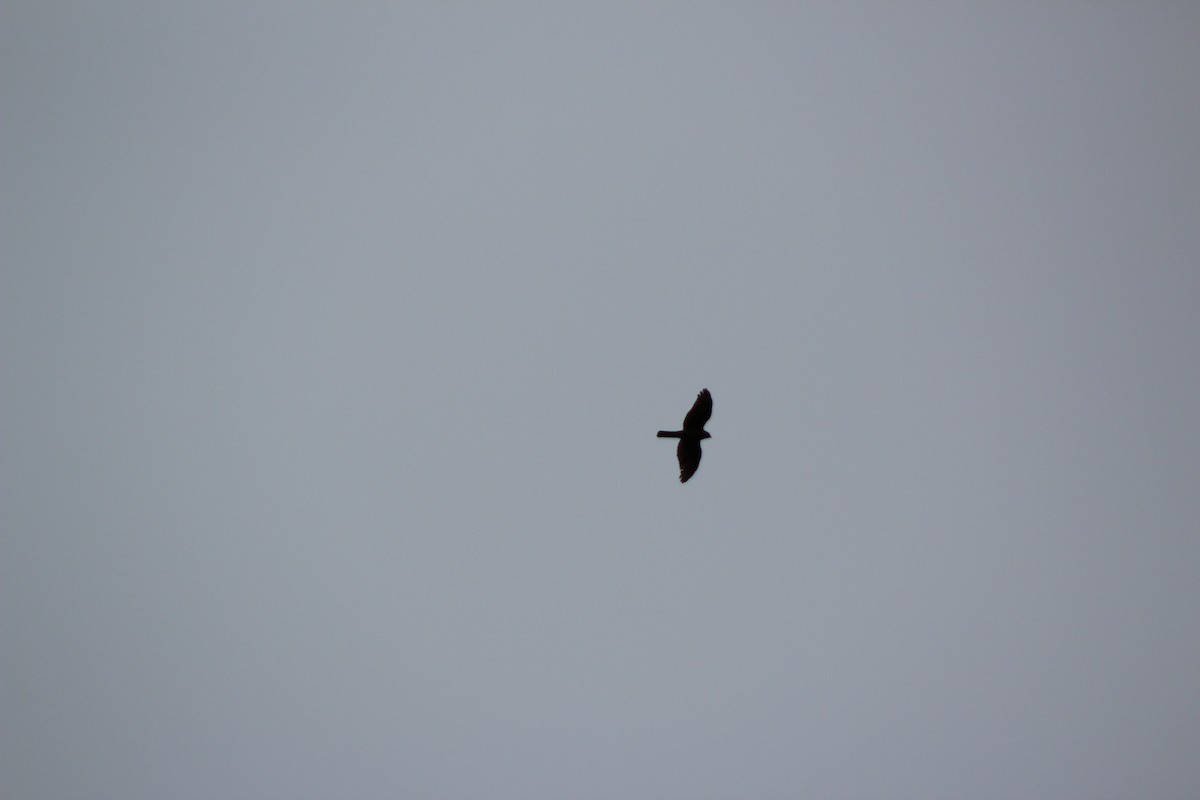 Sharp-shinned Hawk - ML22042101