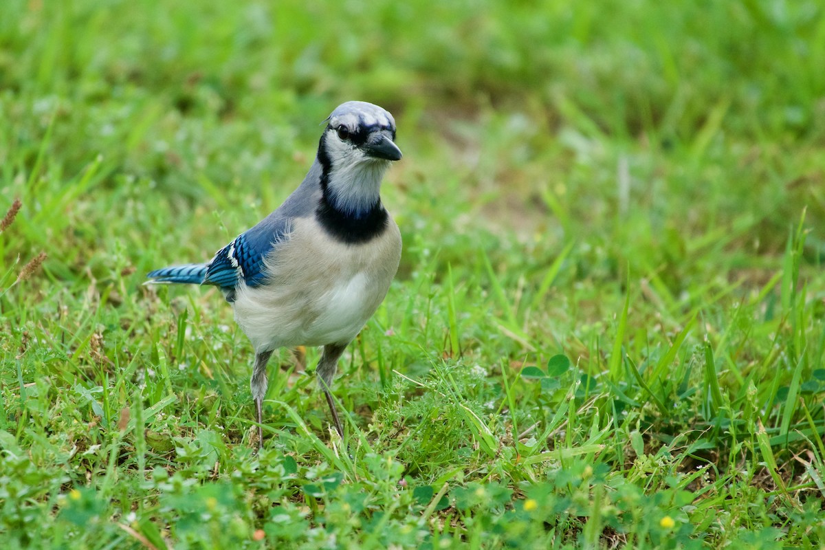 Blue Jay - ML220421671