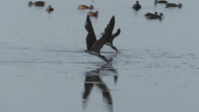 Black Skimmer - ML220422011