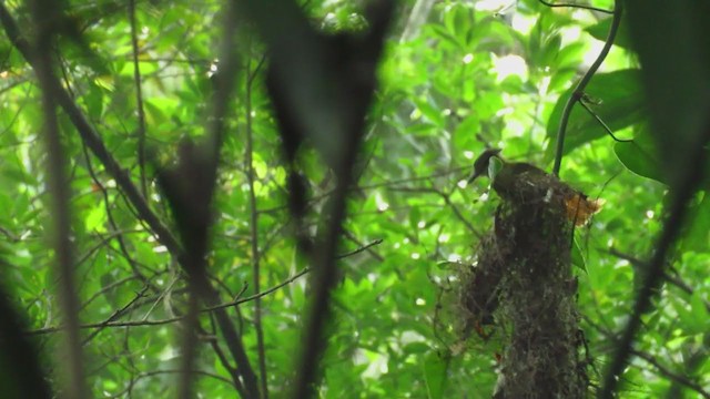 Tropical Royal Flycatcher - ML220422631