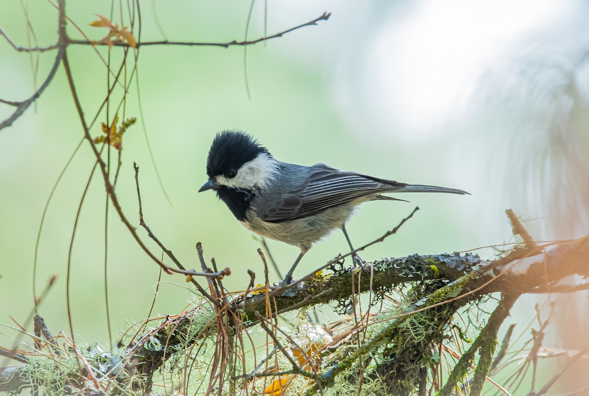 Mexican Chickadee - ML220422841