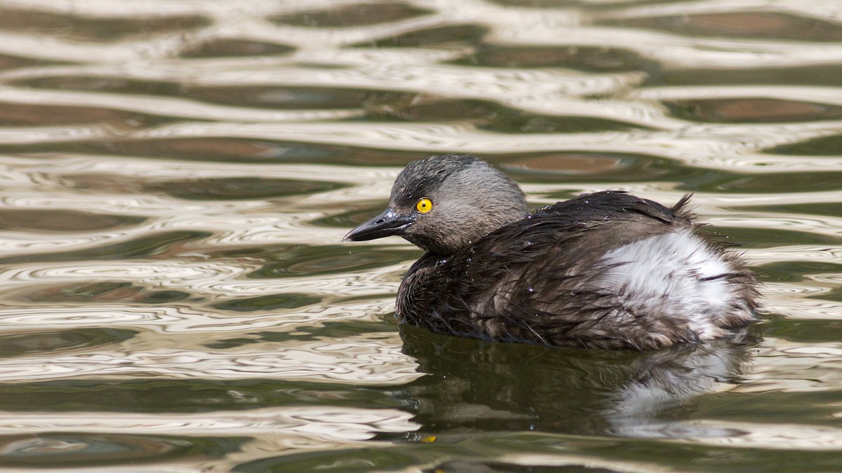 Least Grebe - ML220424311