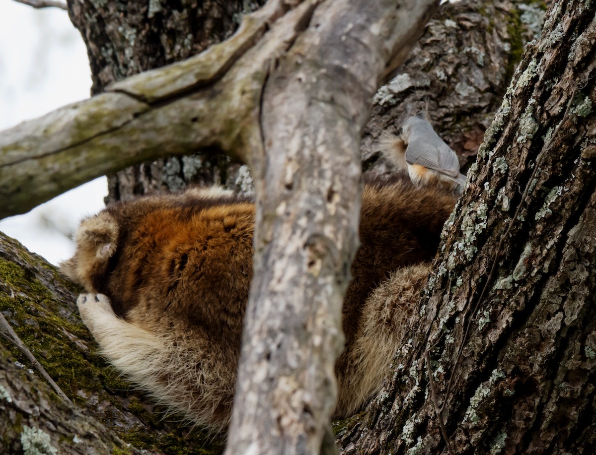 Tufted Titmouse - Jack and Shirley Foreman