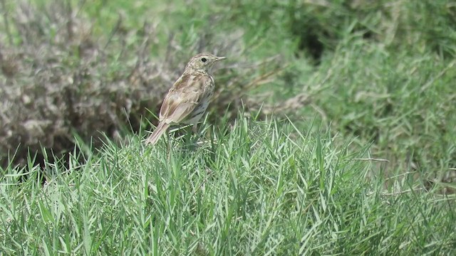 Peruvian Pipit - ML220426901