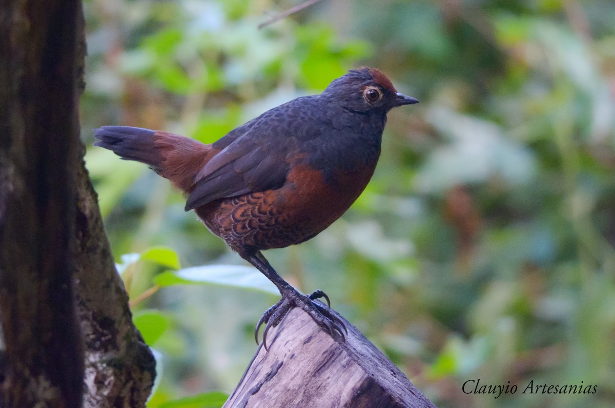 Schwarzkehltapaculo - ML220428221