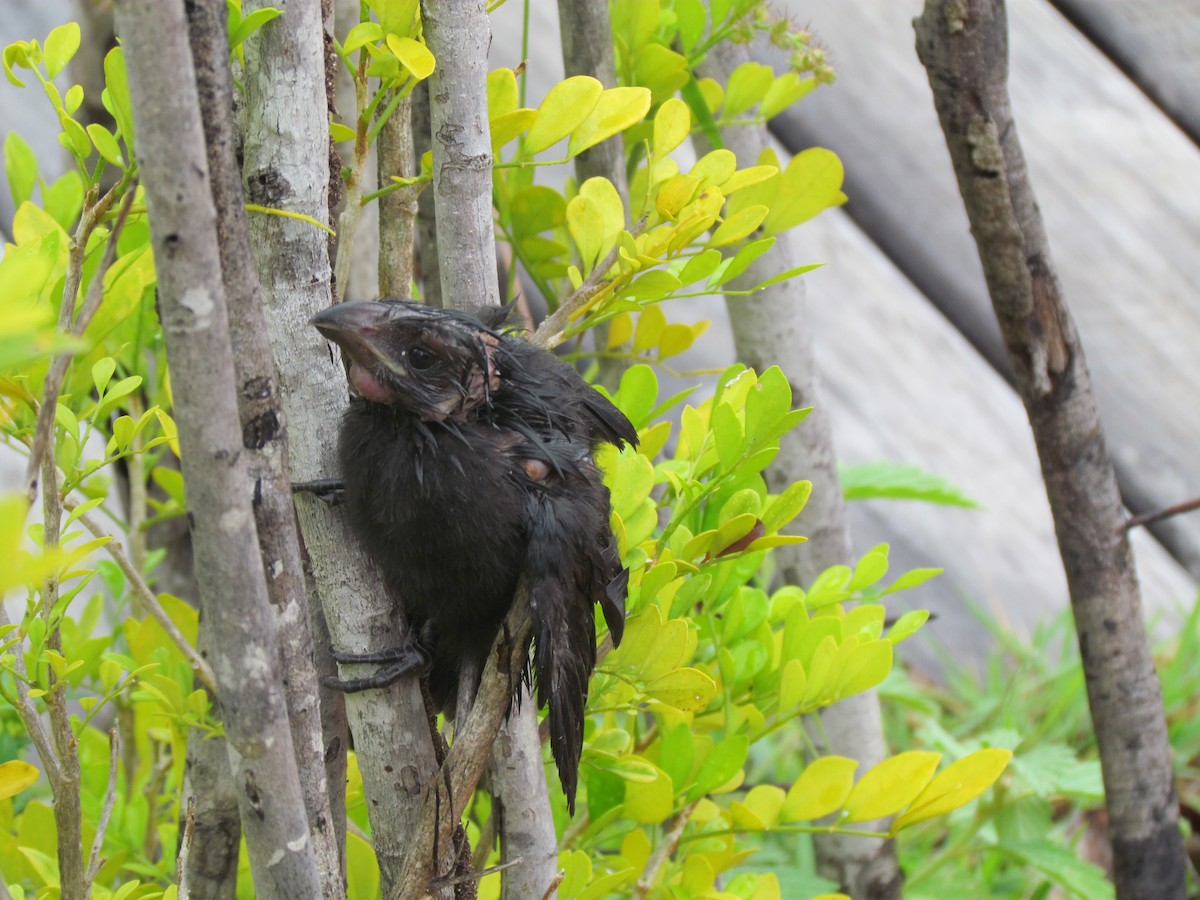 Smooth-billed Ani - ML220431141