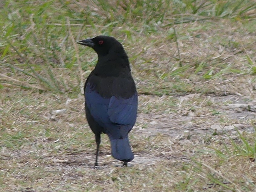 Bronzed Cowbird - ML220432611