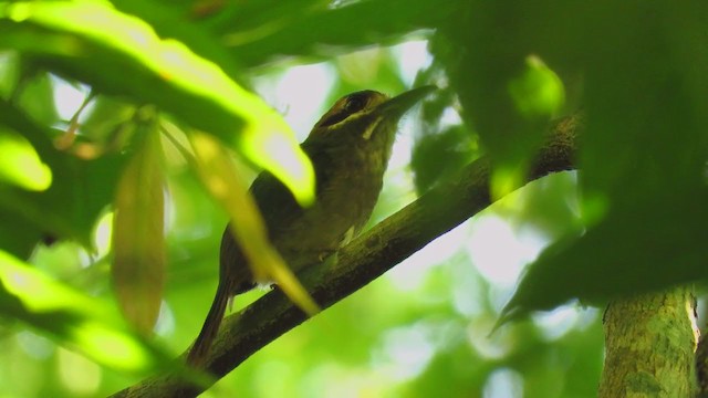 Tody Motmot - ML220432641