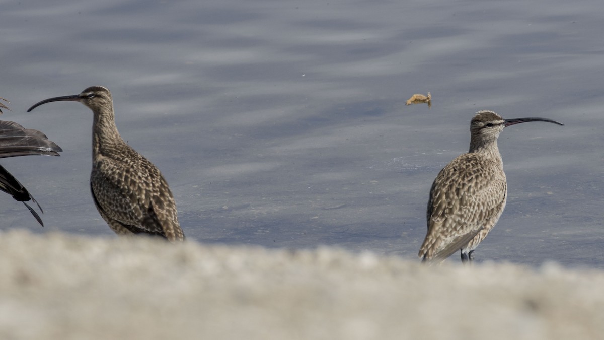 Whimbrel - ML220434341