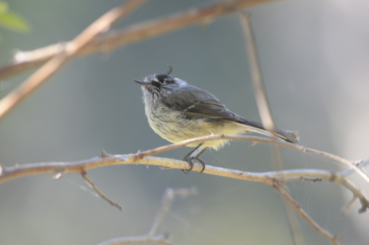 Tufted Tit-Tyrant - ML220434531