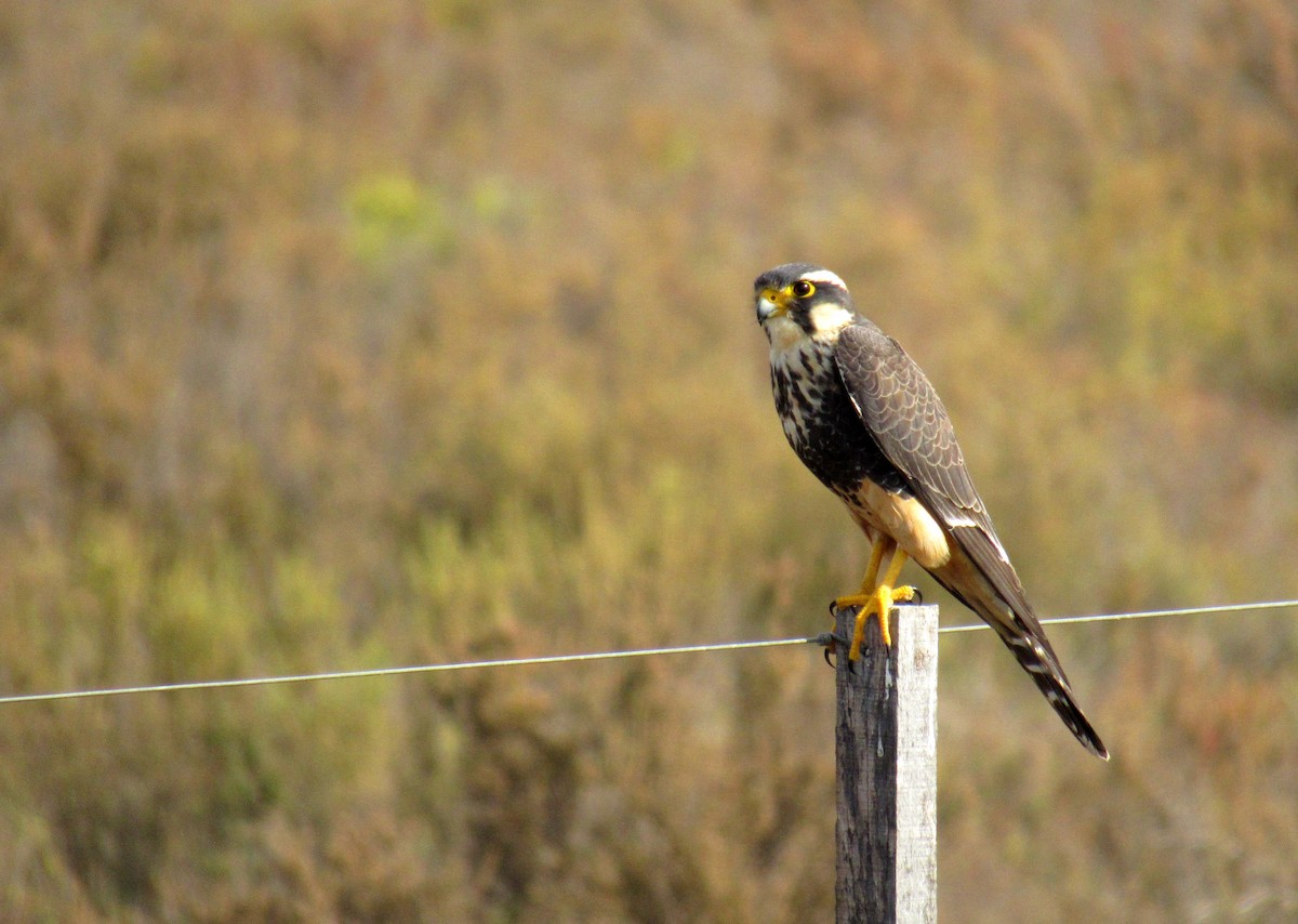 Aplomado Falcon - Ernesto Verga