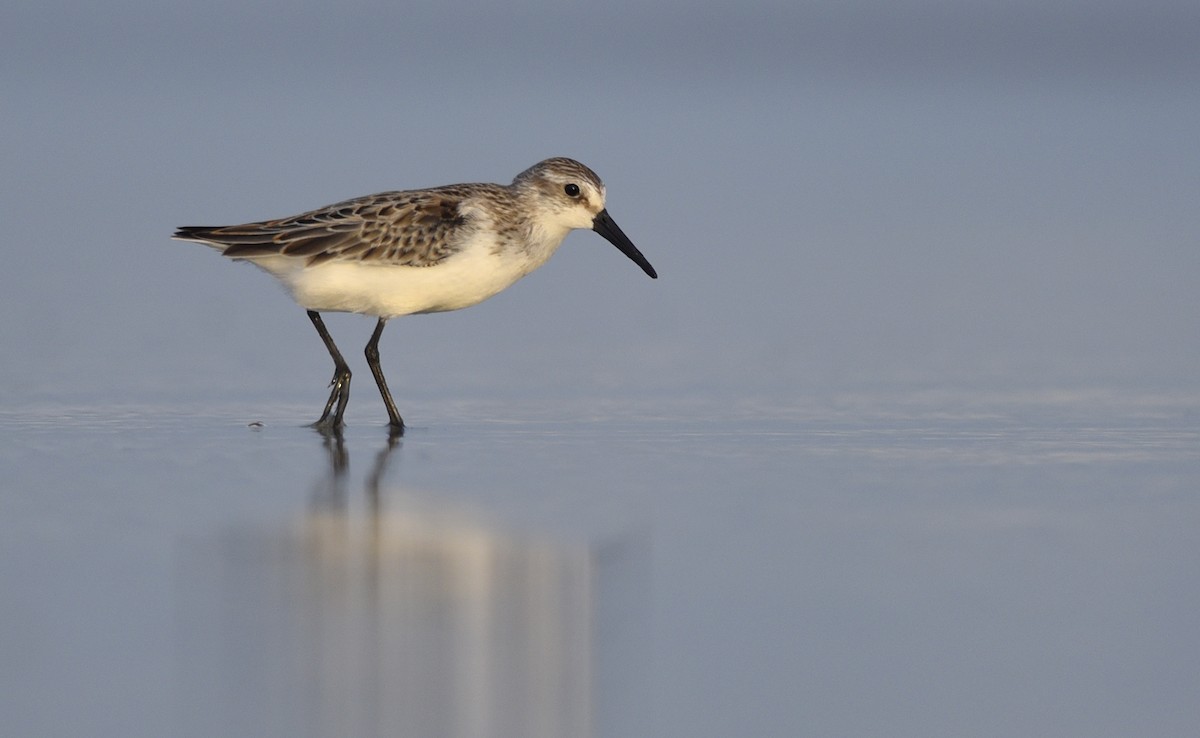 Western Sandpiper - Daniel Irons