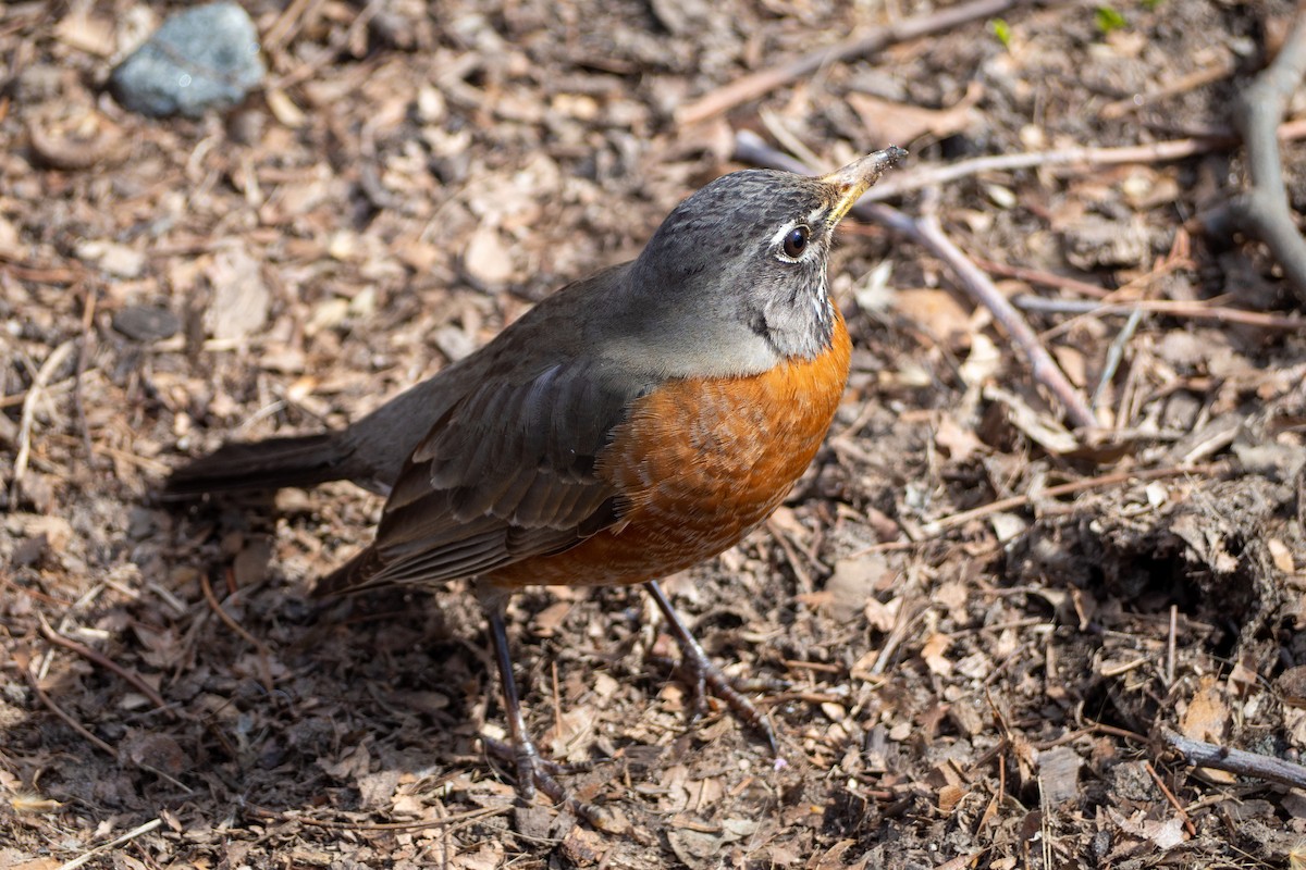 American Robin - ML220437121