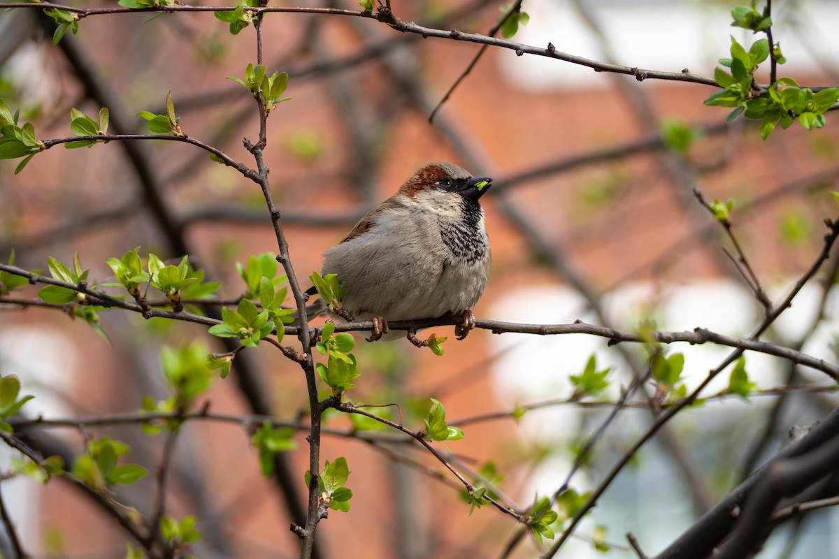 House Sparrow - ML220437211