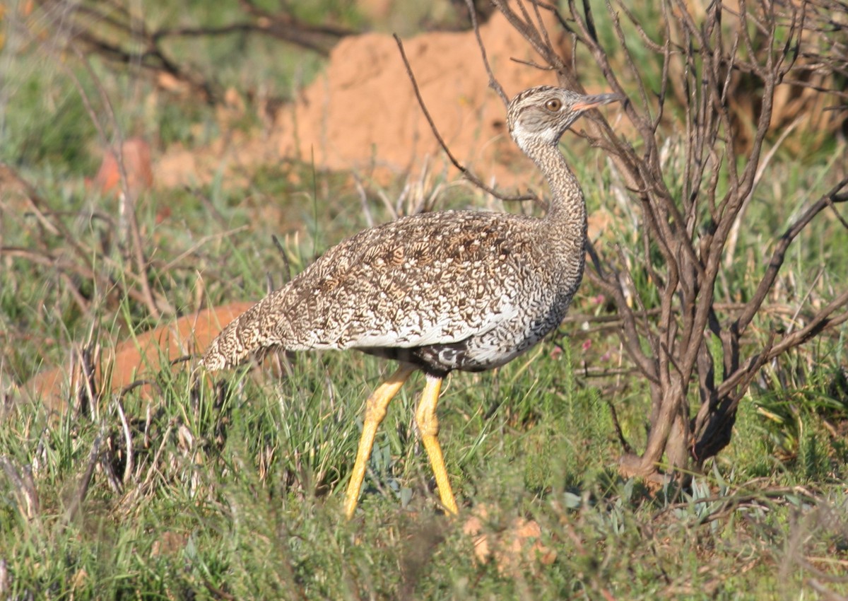 Black Bustard - ML220437281