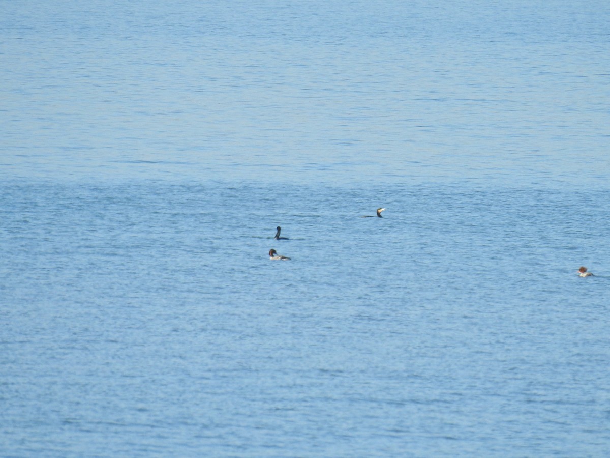 川秋沙(merganser/orientalis) - ML22043831