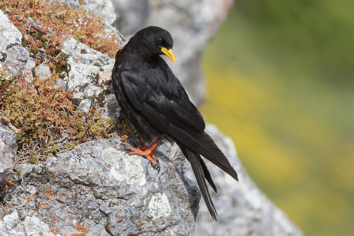 Yellow-billed Chough - Vladan Vuckovic