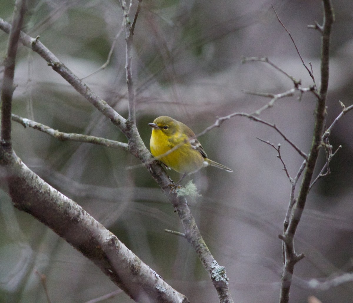 Pine Warbler - ML22044431