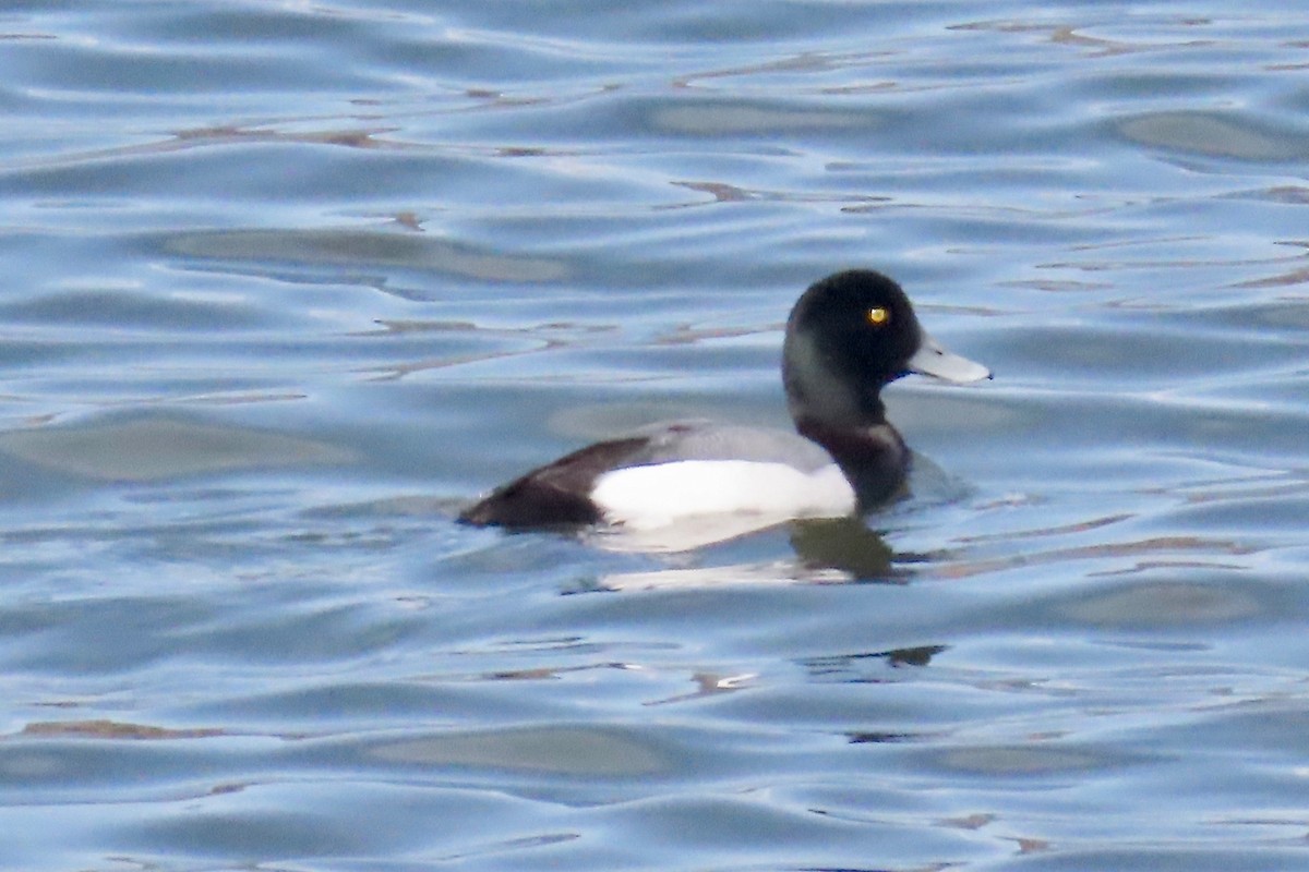 Greater Scaup - Pepper Trail