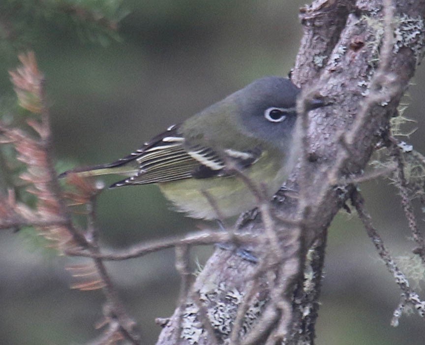 Blue-headed Vireo - ML22044761