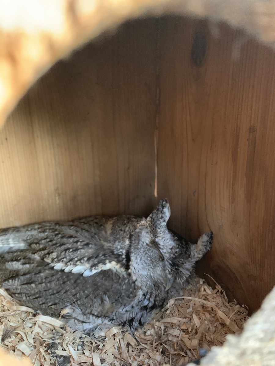 výreček americký - ML220448531