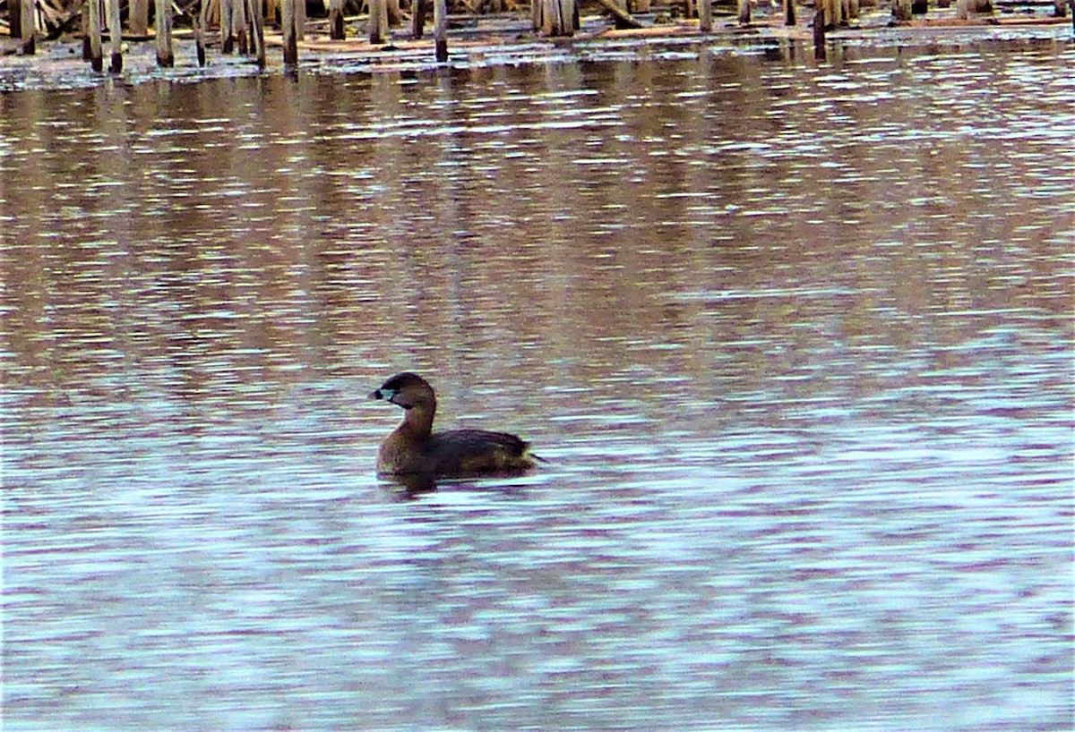 Pied-billed Grebe - ML220449571