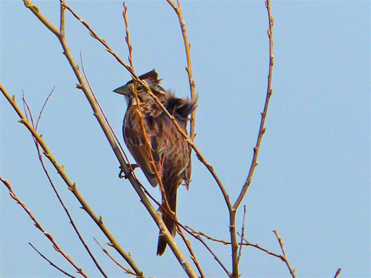 Fox Sparrow (Red) - ML220449811