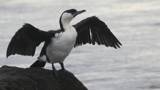 Black-faced Cormorant - ML220451241