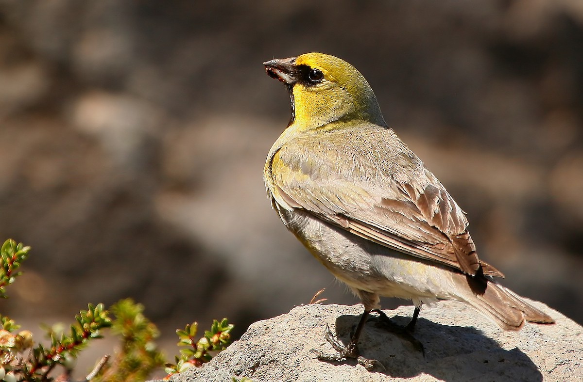 Yellow-bridled Finch - ML220451271