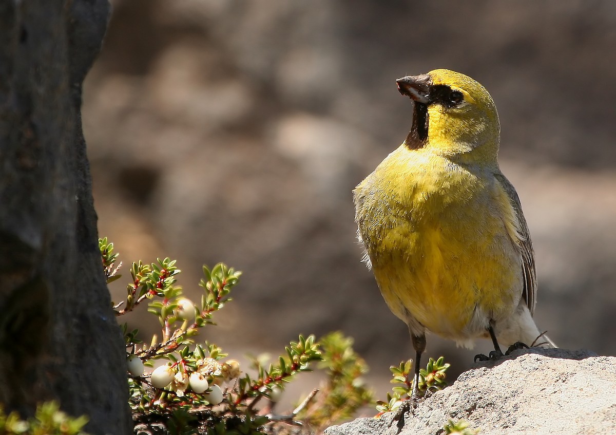 Yellow-bridled Finch - ML220451381