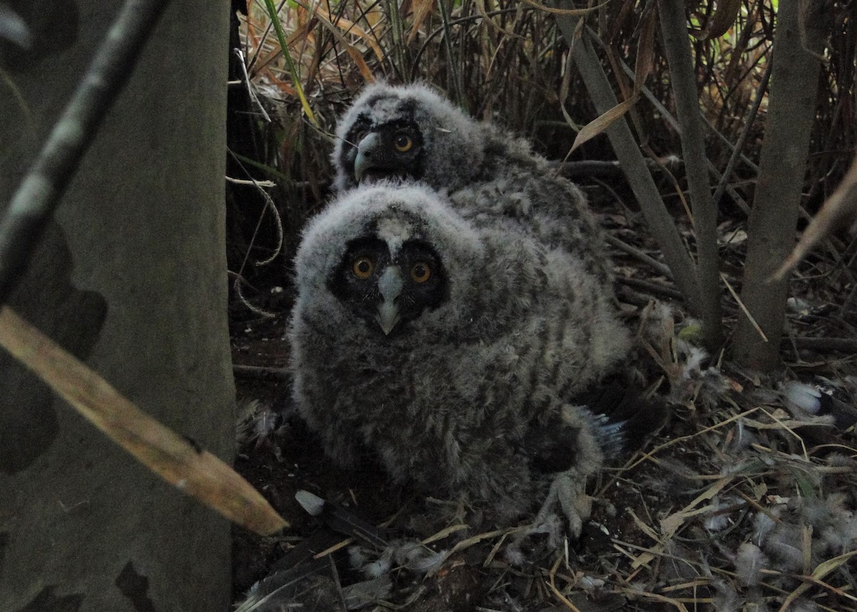 Hibou maître-bois - ML220452421