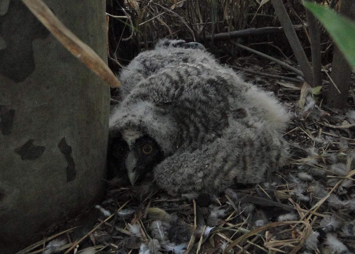 Hibou maître-bois - ML220452461