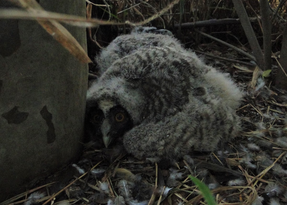 Hibou maître-bois - ML220452501