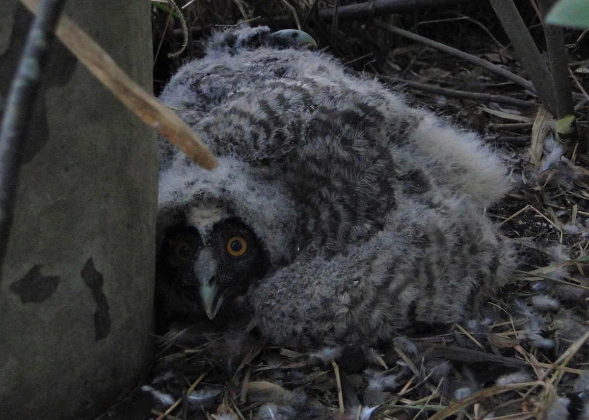 Hibou maître-bois - ML220452541