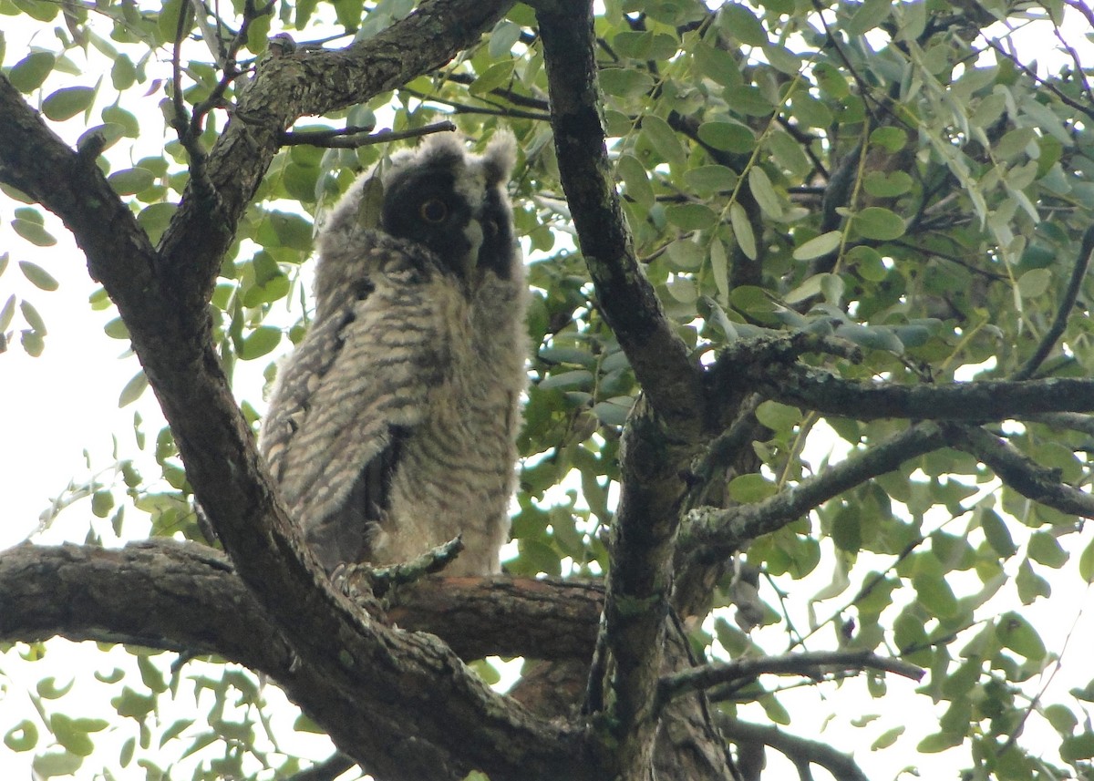 Hibou maître-bois - ML220453091