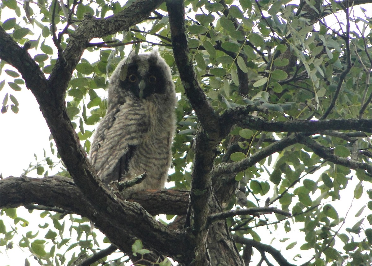 Hibou maître-bois - ML220453111