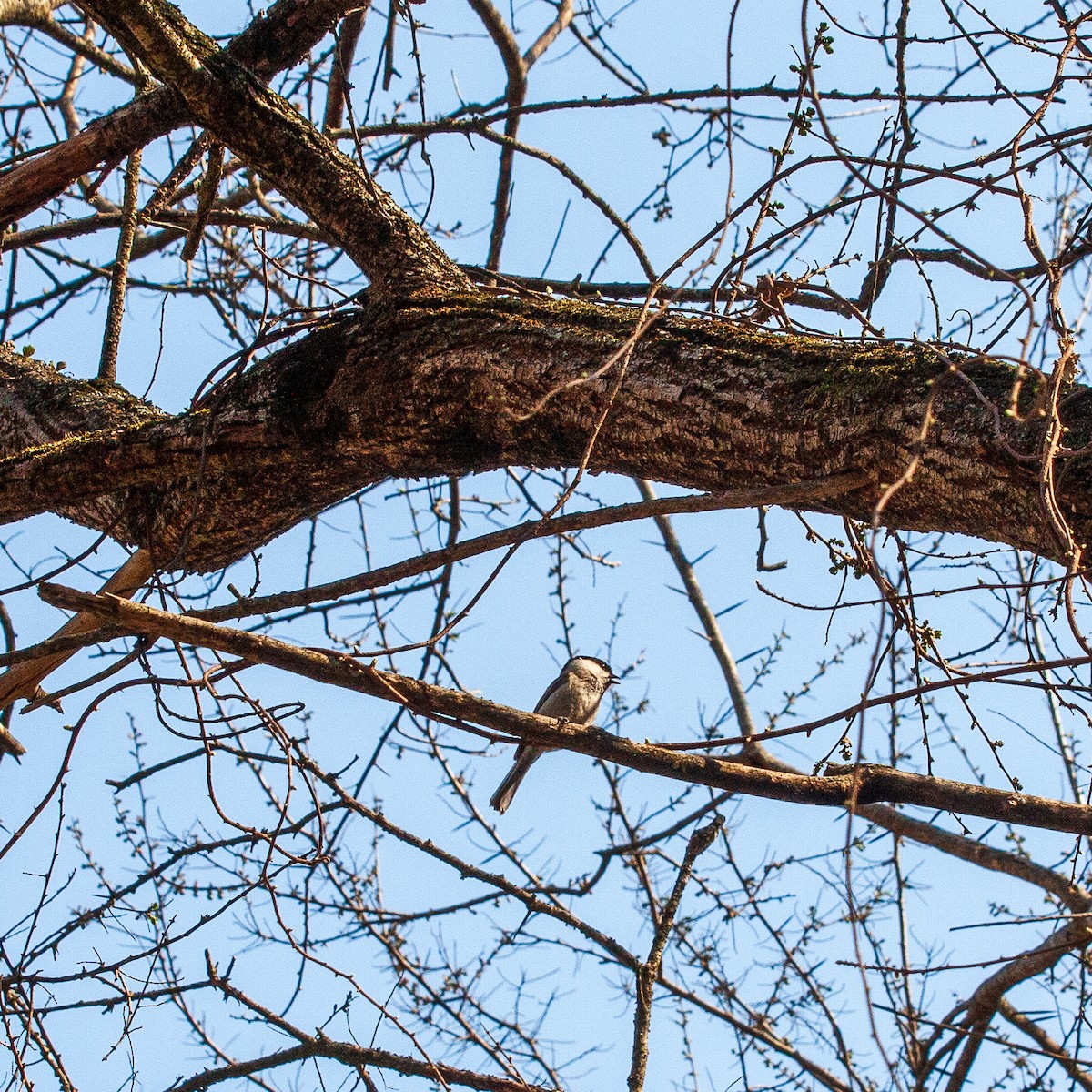 Marsh Tit - ML220453801