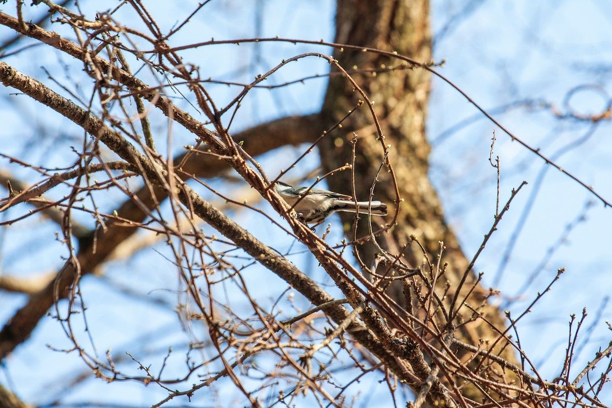 Marsh Tit - ML220453841