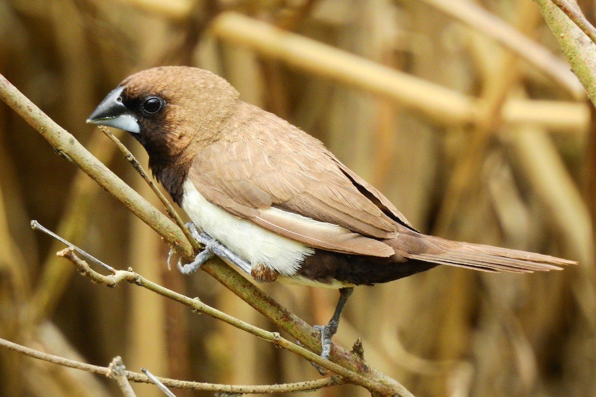 Javan Munia - ML220455001