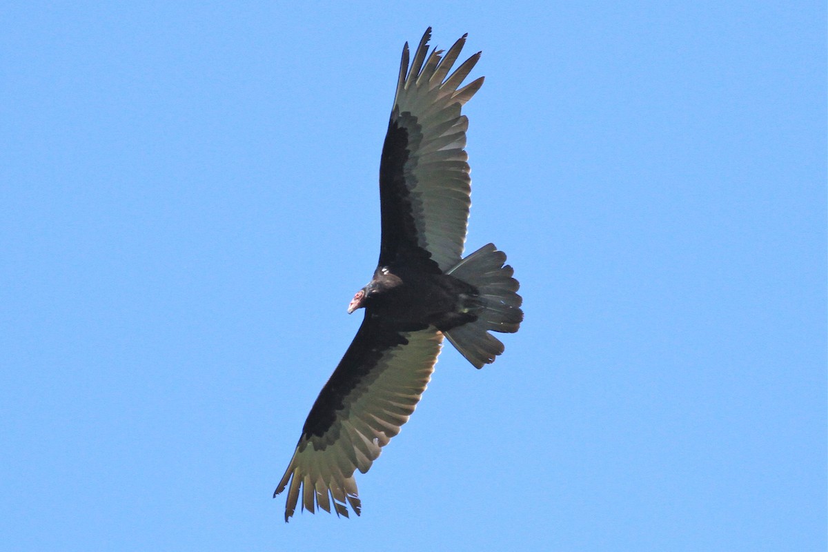 Turkey Vulture - ML220456911