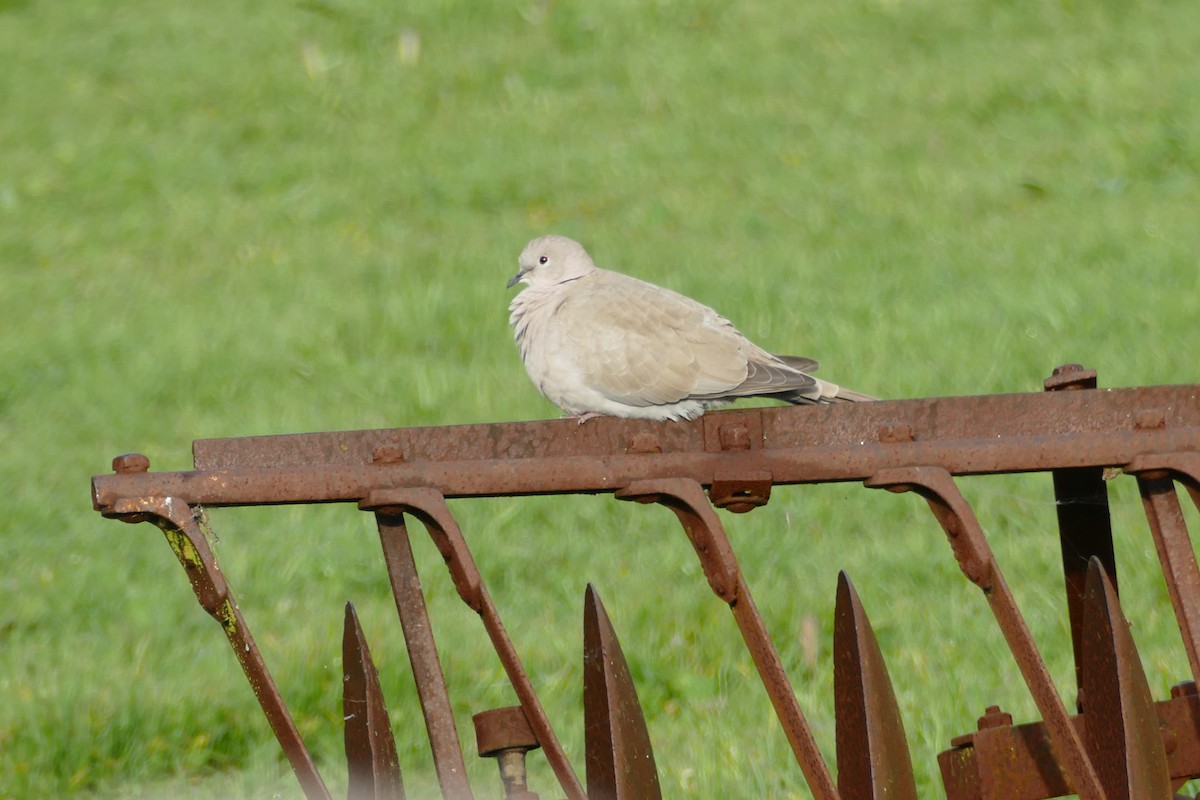 Eurasian Collared-Dove - Derek Heins